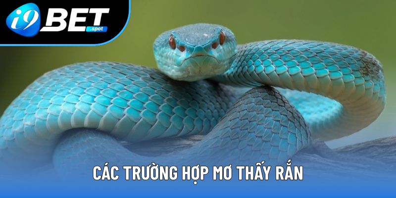 Các trường hợp mơ thấy rắn Các trường hợp mơ thấy rắn