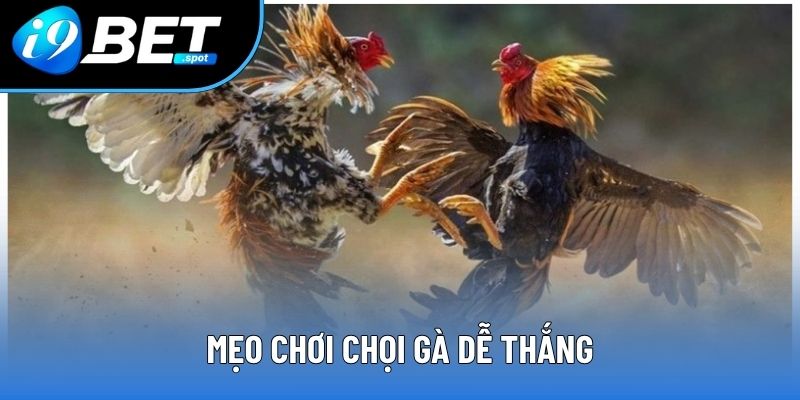 Mẹo chơi chọi gà dễ thắng Mẹo chơi chọi gà dễ thắng