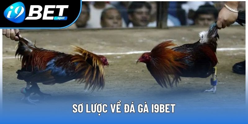 Sơ lược về đá gà I9BET Sơ lược về đá gà I9BET