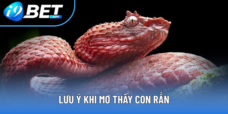 Lưu ý khi mơ thấy con rắn Lưu ý khi mơ thấy con rắn