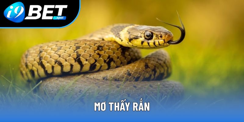 Mơ thấy rắn